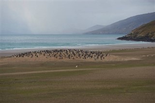 Falklandsøyene