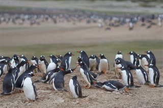 Falklandinsaaret