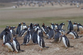 Falklandsøerne