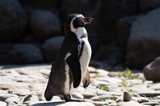 Falklandsøerne