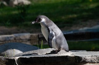 Falklandsöarna