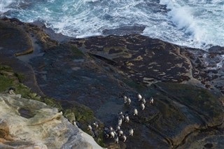 Falklandsøerne