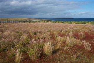 Falklandské