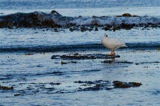 Falklandinsaaret