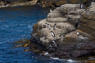 Falklandsøerne