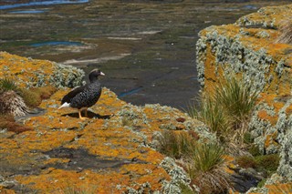 Falklandsøerne