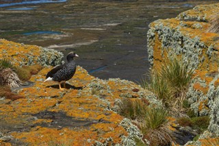 Falklandsøyene