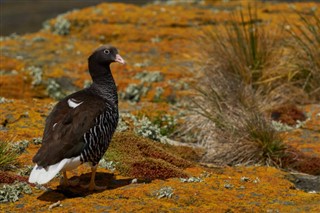 Falklandsøerne