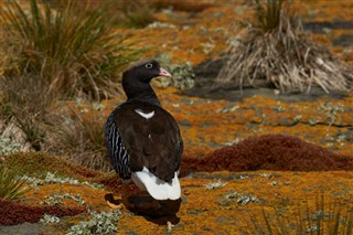 Falklandské