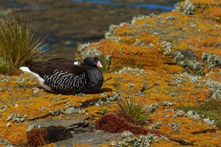 Falklandsøerne