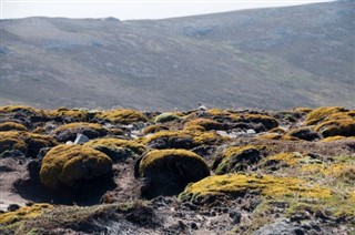 Falklandseyjar