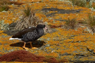 Falklandsøyene