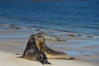 Falklandsøerne