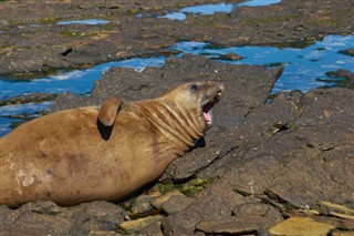 Falklandské