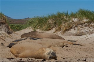 Falklandsøerne