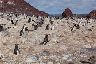 Falklandsøyene