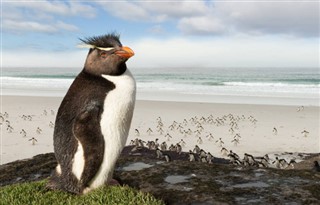 Falklandsøerne