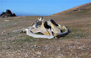 Falklandsøerne