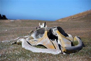 Falklandsöarna