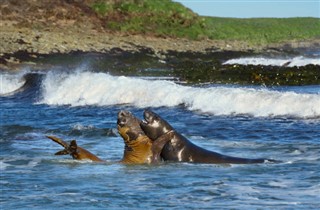 Falklandinsaaret