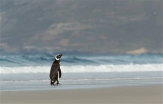 Falklandsøyene