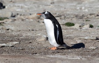 Falklandsøyene