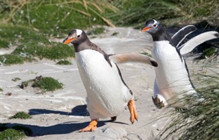 Falklandsøerne