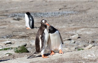 Falklandsøyene