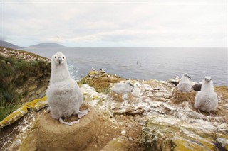 Falklandsøerne