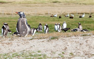 Falklandské