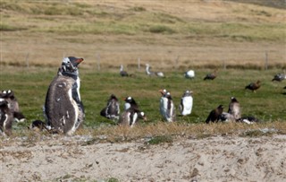 Falklandseyjar