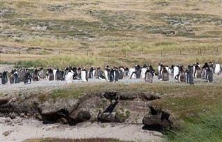 Falklandski