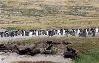 Falklandseyjar