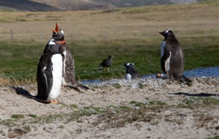 Falklandsøyene