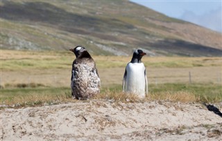 Falklandsøerne