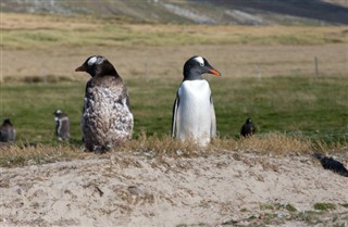 Falklandsøyene