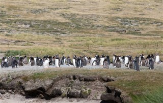 Falklandsøerne