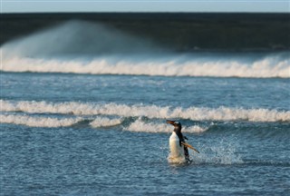 Falklandsøyene