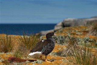 Falklandsöarna