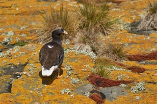 Falklandsöarna