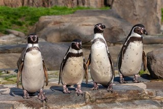 Falklandsøyene