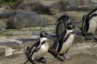 Falklandsøerne