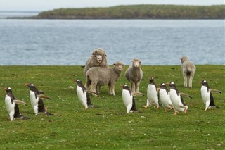Falklandski
