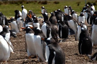 Falklandsøerne