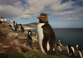 Falklandseyjar
