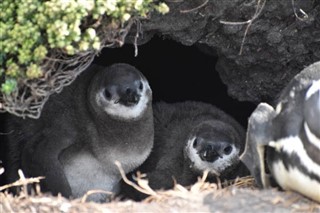 Falklandsøerne