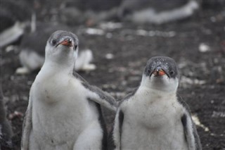 Falklandsøerne