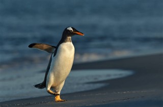 フォークランド諸島