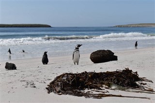 Falklandsøerne