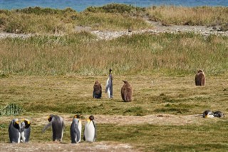 Falklandseyjar